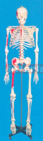 168CM TALL, MALE, ADULT, CLEAR CARTILAGE, INFLEXIBLE SPINE, LEFT MUSCLE ATTACHMENTS WITH PAINTS, NUMBERED SKELETON WITH REMOVABLE IRON HANGING STAND.